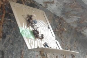 戻りバチ対策(粘着トラップ)