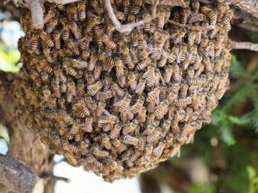 ミツバチ分蜂群